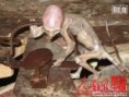 10 Bí Ẩn Kinh Dị Vẫn Chưa Có Lời Giải ?